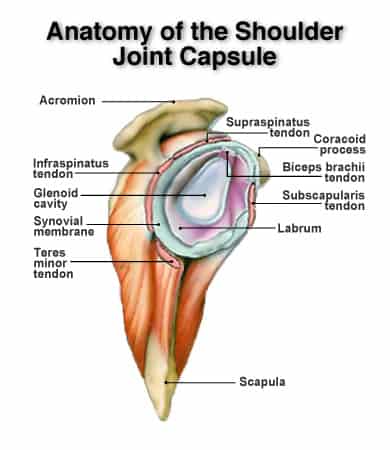 anatomy-of-the-shoulder-joint-capsule-colour